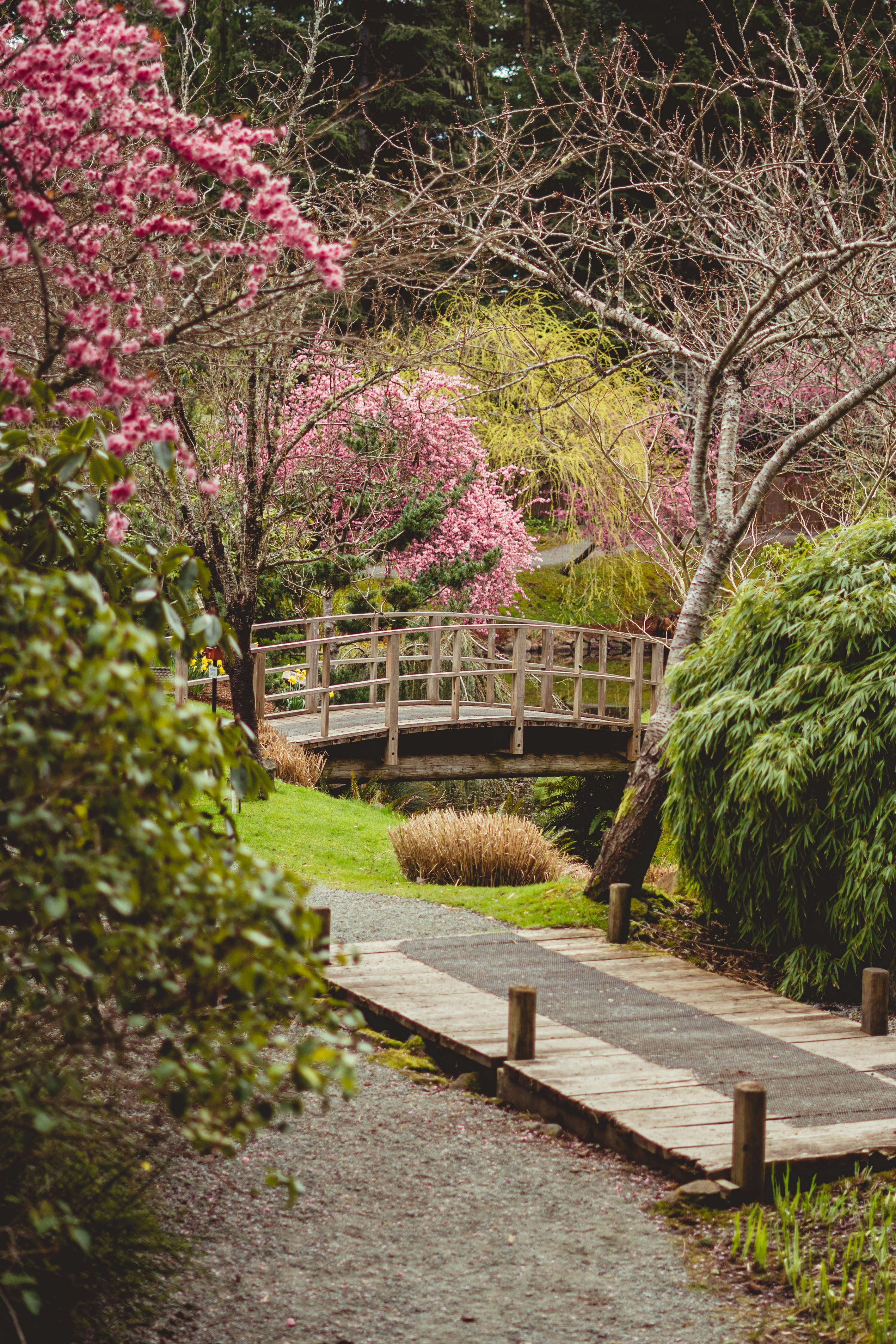 green grass and pink flowers on brown wooden pathway